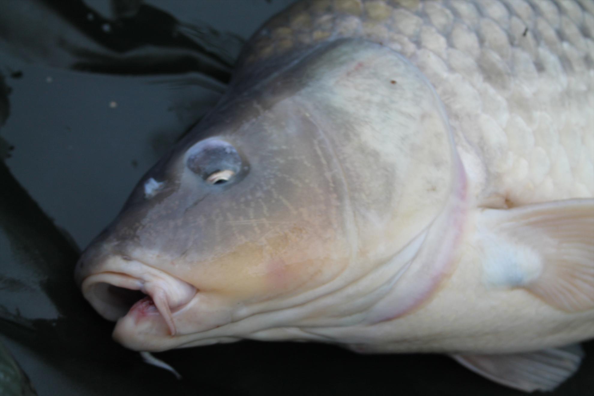 My new passion...3 - nagykallo-aprilie2013-568.JPG